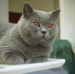 Amore Miao British Shorthair Cattery - Home | Facebook