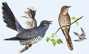 kuckuck kuckuck vogel tiere illustration