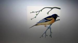 Baltimore oriole is a 1942 song written by american composer hoagy carmichael with lyrics by paul francis webster and carmichael. Denee Barr Sings Baltimore Oriole Jazz Song 1942 Youtube