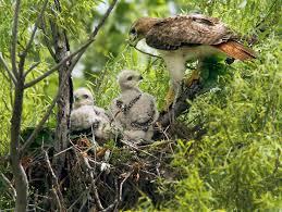 Juvenile red tailed hawk stock photos and images (784) narrow your search: Do Hawks Attack Humans Stillunfold