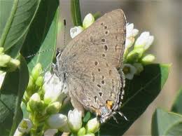 Image result for Satyrium carsonii