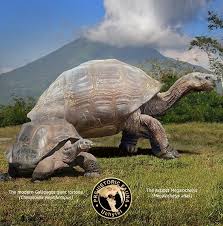 Image result for Megalochlamys