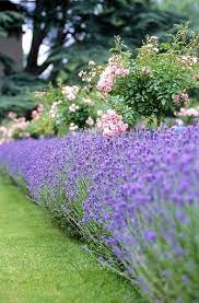 Pin On Lavender Garden