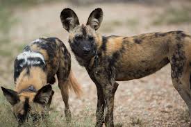They are listed as least concern by iucn, but are believed to. Existing Threats To African Wildlife Species Their Habitats Wildlife Act