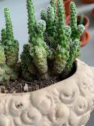 Just get a pot that's the right size for your cactus. Why Is The Bottom Of My Cactus Shrinking And Turning Yellowish And What Should I Do About This Pls Help Cactus