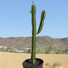 Image result for Euphorbia eranthes