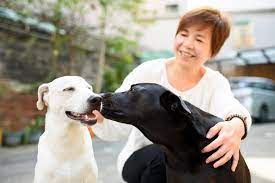 Do Dogs Feel Love