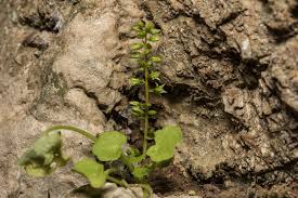 Image result for Umbilicus botryoides