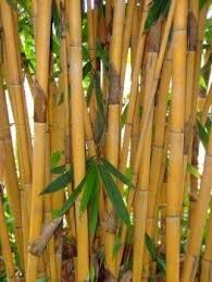 Black Bamboo Plants For Sale Golden Bamboo Buy Bamboo Plants Bamboo Plants Bamboo Tree