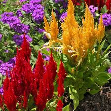 Check spelling or type a new query. Celoisa Red And Yellow Full Sun Flowers Annual Plants Annual Flowers