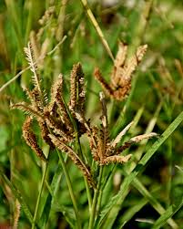 Image result for Eleusine coracana