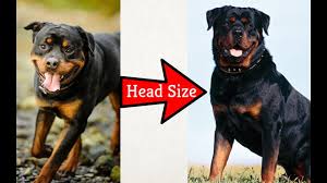 How You Can Increase Head Size Of Your Dog By Dr Furqan Arif
