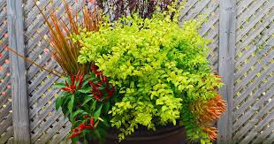 Image result for Ligustrum