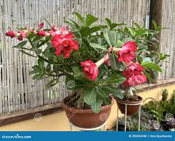 Image result for Adenium multiflorum