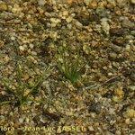 Image result for Subularia