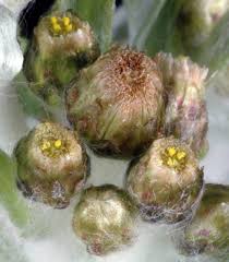 Image result for Gnaphalium