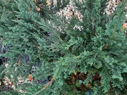 Image result for Juniperus