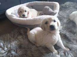 If you are looking to adopt or buy a golden retriever take a look here! Golden Retriever Puppies For Adoption International City Dubai Classifieds