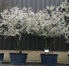 Amelanchier Lamarckii Kupfer Felsenbirne Mehrstammig Grosses Strauchgeholz Das Anfangs Aufrecht Und Spater Trichterformig W Kupfer Felsenbirne Felsenbirne Und Zierbaume