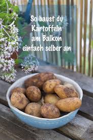 Kartoffeln Im Sack Anbauen Jetzt Auf Garten Fraulein De Kartoffeln Wachsen Kartoffeln Pflanzen Garten Design Plane