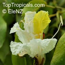 Image result for Baikiaea