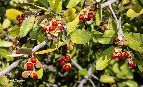 Image result for Pappea capensis