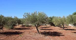 Though they are coming back into landscaping, they are fruitless ornamental varieties for easy maintenance. 4 Care Tips For Your Olive Tree In Autumn And Winter