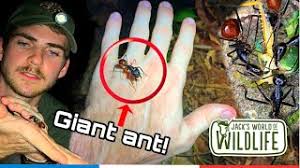 On the eve of the ipo, china stopped the process from moving forward. Biggest Ants In The World Dinomyrmex Gigas Youtube