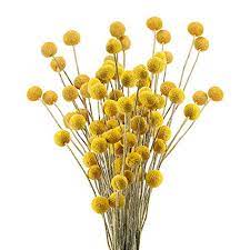 Dried flowers make the perfect gift, because they bring joy and beauty year round. Buy Xhxstore 30pcs Dried Craspedia Flowers Billy Button Balls Flowers Fake Silk Yellow Flowers Bouquet For Diy Flower Arrangements Wedding Party Home Office Decoration 50cm Online In Indonesia B087bp46tc