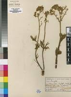 Image result for Triumfetta welwitschii