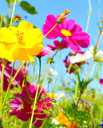 (risposta) fiori è albergo (luogo, edificio, fattoria), un edificio che fornisce l'alloggio e/o i pasti per il pubblico. Bomboniera Segnalibro Carta Piantabile Con Semi Fiori Di Campo Su Sacchetto Mobilia Store Home Favours