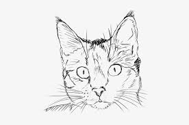 Home / tv show & films / nyan cat. Cat Line Drawing Cat Head Coloring Page Transparent Png 485x480 Free Download On Nicepng