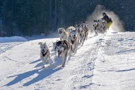 Ces chiens sont choisis pour leur endurance, leur force et leur vitesse. Chien De Traineaux Schnepfenried Traineau A Chiens Et Chiens De Traineau Au Saguenay Sur Schnepfenried Est Une Station De Ski Situee En Alsace A Une Altitude De 1 010 Metres