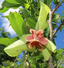 Image result for Monodora junodii