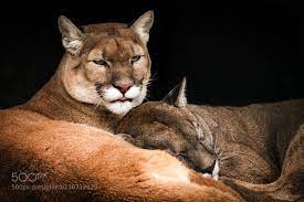 Puma Kuschel Stunde Mountain Lion Wild Cats Animals