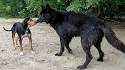 Up coming Litters - Blue Bay Shepherds