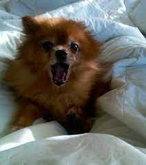 How To Stop Your Pomeranian Barking Incessantly Pommy Mommy Pomeranian Dog Pomeranian Dogs