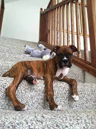 Pin By Susan On Pets Boxer Dogs Brindle Boxer Boxer Puppies