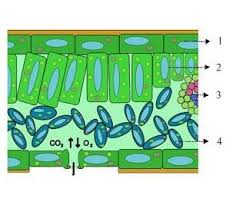 Pada dasarnya, fotosintesis merupakan proses penyusunan karbohidrat atau zat gula. Perhatikan Gambar Penampang Melintang Daun Berikut