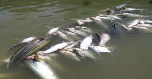 Ratusan ikan mati di sungai damansara, ttdi jaya, shah alam. Ribuan Ikan Mati Mendadak Di Sungai Petanang Okezone News