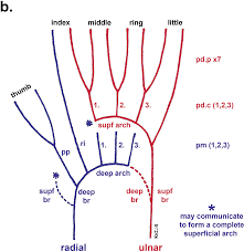 Blood Supply Of The Upper Limb And Allen S Test Osce Station 3 Anatomy For The Frca 3.2 the cephalic vein at this site is often used for giving intravenous fluids. blood supply of the upper limb and