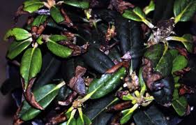The location should be protected from wind. Rhododendron Leaf Spots Pacific Northwest Pest Management Handbooks