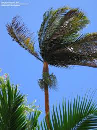 Image result for Acanthophoenix rubra