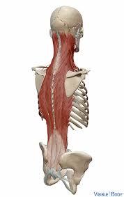 The bones, muscles and connective tissues of the female pelvis. Glossary Of The Muscular System Learn Muscular Anatomy