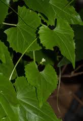 Image result for Trochomeria hookeri