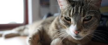 Black cat digital wallpaper, minimalism, digital art, simple. Cat Ultrawide Wallpaper Cat Wallpaper 21 9 3440x1440 Wallpaper Teahub Io