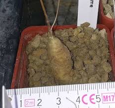 Image result for Raphionacme lanceolata
