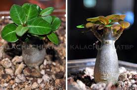 Pin On Desert Rose