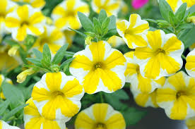 Image result for foto Million Bells