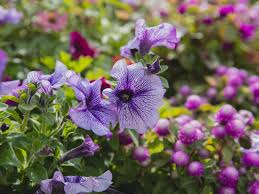 We did not find results for: Plant Spotlight Petunias Stockslagers Greenhouse Garden Center